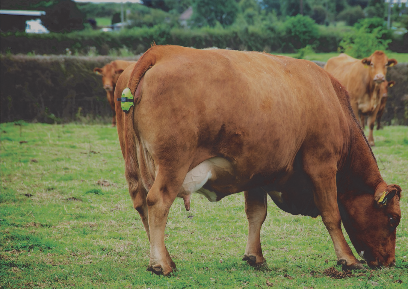 cow-moocall-high-res-original-resized-left
