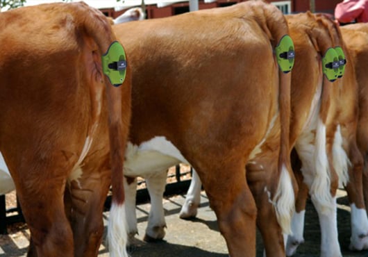 moocall-in-situ
